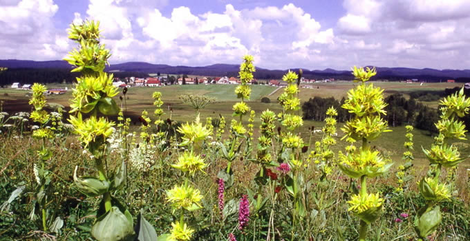EN ÉTÉ